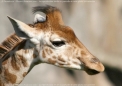 UNE GIRAFE !!!!!!