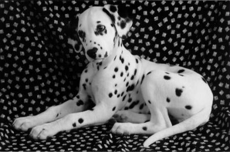 VOILA MON FUTUR CHIEN!!!!!!!!!!